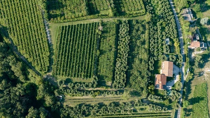 Degustazione Olio Extravergine del Garda: Tour Panoramico ed Esperienza Sensoriale 22 Degustazione Olio Extravergine del Garda: Tour Panoramico ed Esperienza Sensoriale 22